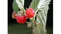 Framboisier 'September' - Rubus idaeus - Haie champetre  - Pepiniere Alsace - Vegetal Local Nord Est - Bio - Jardin forêt comestible - fruitier - permaculture