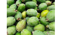 Goyavier du Brésil 'Mammouth' - Feijoa sellowiana  - Haie champetre  - Pepiniere Alsace - Vegetal Local Nord Est - Bio - Jardin forêt comestible - fruitier - permaculture