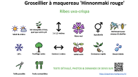 groseillier_a_maquereau_hinnonmaki_rouge _ résumé