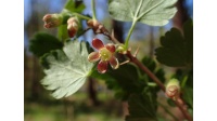 Groseillier à maquereau 'Hinnonmaki rouge' - Ribes uva-crispa  - Haie champetre  - Pepiniere Alsace - Vegetal Local Nord Est - Bio - Jardin forêt comestible - fruitier - permaculture