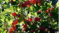 Groseillier à maquereau 'Hinnonmaki rouge' - Ribes uva-crispa  - Haie champetre  - Pepiniere Alsace - Vegetal Local Nord Est - Bio - Jardin forêt comestible - fruitier - permaculture