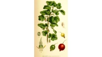 Groseillier à maquereau 'Hinnonmaki rouge' - Ribes uva-crispa  - Haie champetre  - Pepiniere Alsace - Vegetal Local Nord Est - Bio - Jardin forêt comestible - fruitier - permaculture