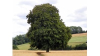 Hêtre commun - Fagus sylvatica - Haie champetre  - Pepiniere Alsace - Vegetal Local Nord Est - Bio - Jardin forêt comestible - fruitier - permaculture