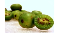 Kiwaï 'Geneva' - Actinidia arguta   - Haie champetre  - Pepiniere Alsace - Vegetal Local Nord Est - Bio - Jardin forêt comestible - fruitier - permaculture