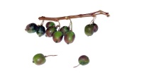 Kiwaï 'Red one' - Actinidia arguta - Haie champetre  - Pepiniere Alsace - Vegetal Local Nord Est - Bio - Jardin forêt comestible - fruitier - permaculture