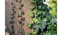 Lierre grimpant - Hedera helix - Haie champetre  - Pepiniere Alsace - Vegetal Local Nord Est - Bio - Jardin forêt comestible - fruitier - permaculture