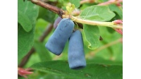 Chèvrefeuille comestible – Baie de mai ‘Blue velvet’ - Lonicera kamtchatika - Haie champetre  - Pepiniere Alsace - Vegetal Local Nord Est - Bio - Jardin forêt comestible - fruitier - permaculture