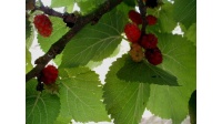 Mûrier rouge 'Illinois Everbearing' - Morus rubra - Haie champetre  - Pepiniere Alsace - Vegetal Local Nord Est - Bio - Jardin forêt comestible - fruitier - permaculture