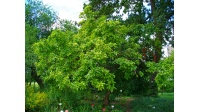 Néflier - Crataegus germanica - Haie champetre  - Pepiniere Alsace - Vegetal Local Nord Est - Bio - Jardin forêt comestible - fruitier - permaculture