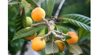 Néflier du Japon - Eriobotrya japonica - Haie champetre  - Pepiniere Alsace - Vegetal Local Nord Est - Bio - Jardin forêt comestible - fruitier - permaculture