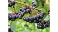 aronie_a_feuille_de_prunier_Nero_aronia_prunifolia_Nero_Haie champetre  - Pepiniere Alsace - Vegetal Local Nord Est- Bio - Jardin forêt comestible - fruitier - permaculture