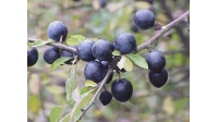 Prunellier - Prunus spinosa - Haie champetre  - Pepiniere Alsace - Vegetal Local Nord Est - Bio - Jardin forêt comestible - fruitier - permaculture