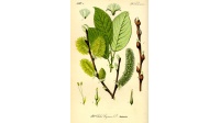 Saule marsault - Salix caprea - Haie champetre  - Pepiniere Alsace - Vegetal Local Nord Est - Bio - Jardin forêt comestible - fruitier - permaculture