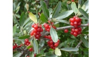 Shépherdie argentée - Shepherdia argentea - Haie champetre  - Pepiniere Alsace - Vegetal Local Nord Est - Bio - Jardin forêt comestible - fruitier - permaculture