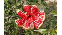 Grenadier 'Mollar de Elche' - Punica granatum - Haie champetre  - Pepiniere Alsace - Vegetal Local Nord Est - Bio - Jardin forêt comestible - fruitier - permaculture