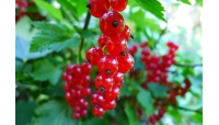 Groseillier à grappes 'Rolan' - Ribes rubrum - Haie champetre  - Pepiniere Alsace - Vegetal Local Nord Est - Bio - Jardin forêt comestible - fruitier - permaculture