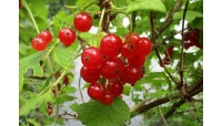 groseillier_a_grappes_rovada_-_ribes_rubrum_-_pepiniere_alsace_vegetal_local_bio_-_fruits