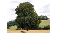 Hêtre commun - Fagus sylvatica - Haie champetre  - Pepiniere Alsace - Vegetal Local Nord Est - Bio - Jardin forêt comestible - fruitier - permaculture