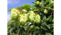 Houblon - Humulus lupulus - Haie champetre  - Pepiniere Alsace - Vegetal Local Nord Est - Bio - Jardin forêt comestible - fruitier - permaculture