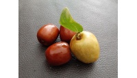 Jujubier commun - Ziziphus jujuba  - Haie champetre  - Pepiniere Alsace - Vegetal Local Nord Est - Bio - Jardin forêt comestible - fruitier - permaculture
