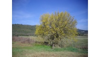 Micocoulier de Provence  - Celtis australis - Haie champetre  - Pepiniere Alsace - Vegetal Local Nord Est - Bio - Jardin forêt comestible - fruitier - permaculture