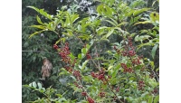 Poivre du Timut - Zanthoxylum armatum - Haie champetre  - Pepiniere Alsace - Vegetal Local Nord Est - Bio - Jardin forêt comestible - fruitier - permaculture