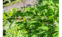 Lespedeza bicolore - Lespedeza bicolor - Haie champetre  - Pepiniere Alsace - Vegetal Local Nord Est - Bio - Jardin forêt comestible - fruitier - permaculture