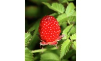 Framboisier Fraise Japonais - Rubus illecebrosus - Haie champetre  - Pepiniere Alsace - Vegetal Local Nord Est - Bio - Jardin forêt comestible - fruitier - permaculture
