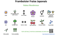 framboisier_fraise_japonais _ résumé