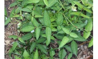 Framboisier Fraise Japonais - Rubus illecebrosus - Haie champetre  - Pepiniere Alsace - Vegetal Local Nord Est - Bio - Jardin forêt comestible - fruitier - permaculture