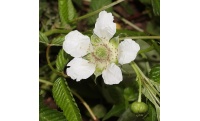 Framboisier Fraise Japonais - Rubus illecebrosus - Haie champetre  - Pepiniere Alsace - Vegetal Local Nord Est - Bio - Jardin forêt comestible - fruitier - permaculture