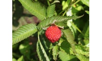 Framboisier Fraise Japonais - Rubus illecebrosus - Haie champetre  - Pepiniere Alsace - Vegetal Local Nord Est - Bio - Jardin forêt comestible - fruitier - permaculture
