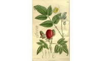 Framboisier Fraise Japonais - Rubus illecebrosus - Haie champetre  - Pepiniere Alsace - Vegetal Local Nord Est - Bio - Jardin forêt comestible - fruitier - permaculture