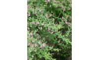Lespedeza bicolore - Lespedeza bicolor - Haie champetre  - Pepiniere Alsace - Vegetal Local Nord Est - Bio - Jardin forêt comestible - fruitier - permaculture