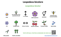 lespedeza_bicolore _ résumé