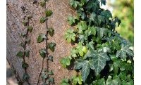Lierre grimpant - Hedera helix - Haie champetre  - Pepiniere Alsace - Vegetal Local Nord Est - Bio - Jardin forêt comestible - fruitier - permaculture