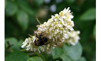 Maackie de l’Amour - Maackia amurensis - Haie champetre  - Pepiniere Alsace - Vegetal Local Nord Est - Bio - Jardin forêt comestible - fruitier - permaculture