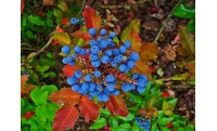 Mahonia à feuilles de houx - Berberis aquifolium - Haie champetre  - Pepiniere Alsace - Vegetal Local Nord Est - Bio - Jardin forêt comestible - fruitier - permaculture