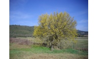 Micocoulier de Provence  - Celtis australis - Haie champetre  - Pepiniere Alsace - Vegetal Local Nord Est - Bio - Jardin forêt comestible - fruitier - permaculture