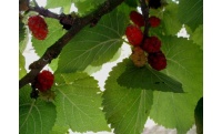 Mûrier rouge 'Illinois Everbearing' - Morus rubra - Haie champetre  - Pepiniere Alsace - Vegetal Local Nord Est - Bio - Jardin forêt comestible - fruitier - permaculture
