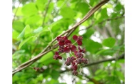 Vigne chocolat - Akébie pentaphylla - Akebia x pentaphylla - Haie champetre  - Pepiniere Alsace - Vegetal Local Nord Est - Bio - Jardin forêt comestible - fruitier - permaculture