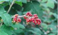 Sumac aromatique 'Grow low' – Vinaigrier couvre-sol - Rhus aromatica 'Grow low' - Haie champetre  - Pepiniere Alsace - Vegetal Local Nord Est - Bio - Jardin forêt comestible - fruitier - permaculture