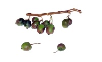 Kiwaï 'Red one' - Actinidia arguta - Haie champetre  - Pepiniere Alsace - Vegetal Local Nord Est - Bio - Jardin forêt comestible - fruitier - permaculture