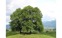 Tilleul à petites feuilles - Tilia cordata  - Haie champetre  - Pepiniere Alsace - Vegetal Local Nord Est - Bio - Jardin forêt comestible - fruitier - permaculture