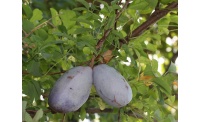 Vigne chocolat - Akébie quinata - Akebia quinata - Haie champetre  - Pepiniere Alsace - Vegetal Local Nord Est - Bio - Jardin forêt comestible - fruitier - permaculture