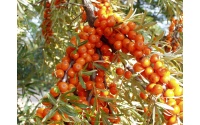 argousier_Hippophae rhamnoides_Haie champetre  - Pepiniere Alsace - Vegetal Local Nord Est- Bio - Jardin forêt comestible - fruitier - permaculture