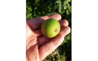 Figuier 'Türkiye' verte - Ficus carica - Haie champetre  - Pepiniere Alsace - Vegetal Local Nord Est - Bio - Jardin forêt comestible - fruitier - permaculture