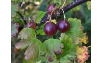 Groseillier à maquereau 'Rouge Freedonia' (sans épine) - Ribes uva-crispa  - Haie champetre  - Pepiniere Alsace - Vegetal Local Nord Est - Bio - Jardin forêt comestible - fruitier - permaculture