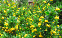 Épine-vinette à feuilles de Buis - Vinettier nain - Berberis buxifolia ‘Nana’  - Haie champetre  - Pepiniere Alsace - Vegetal Local Nord Est - Bio - Jardin forêt comestible - fruitier - permaculture
