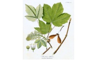 Érable sycomore - Acer pseudoplatanus  - Haie champetre  - Pepiniere Alsace - Vegetal Local Nord Est - Bio - Jardin forêt comestible - fruitier - permaculture